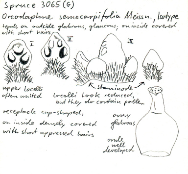 Vorschaubild Oreodaphne semecarpifolia Meisn.